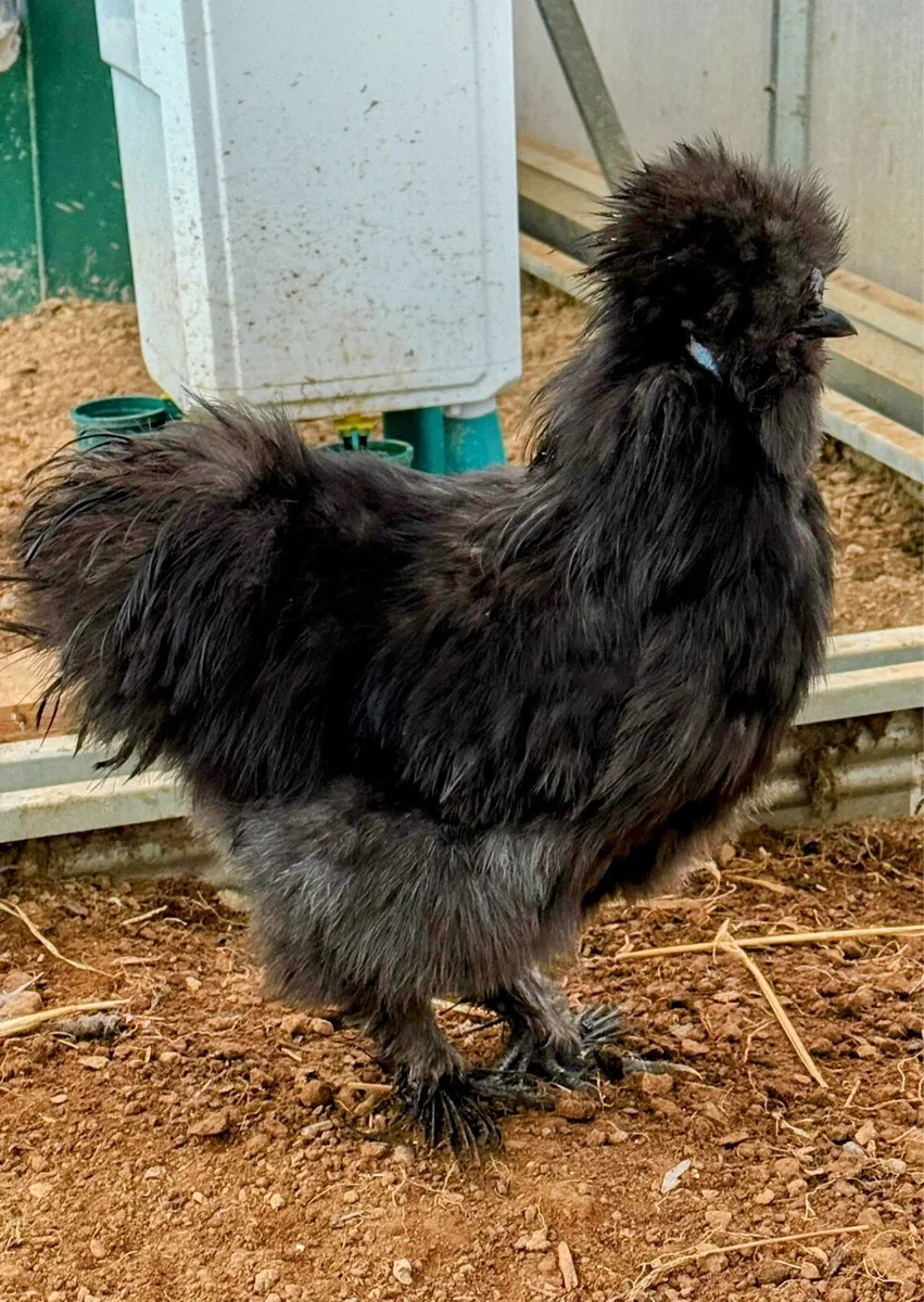 Silkie - Image 2