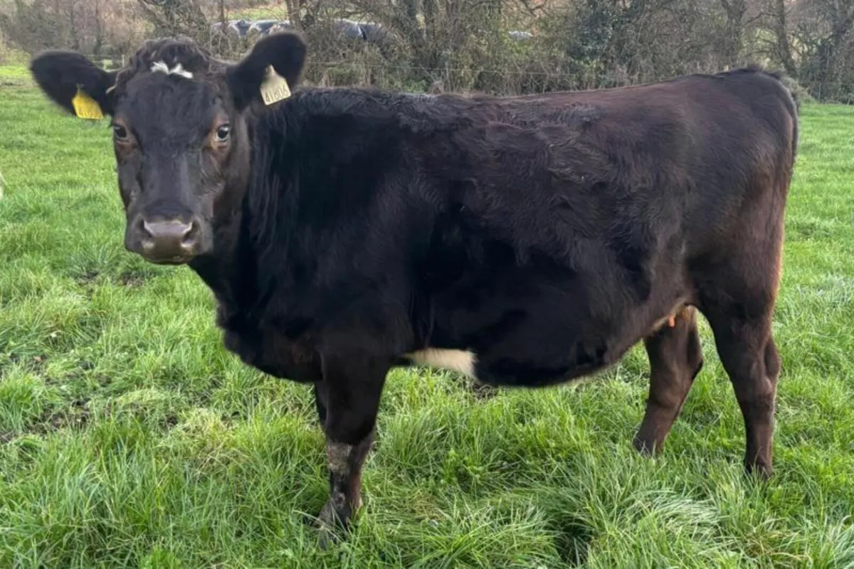 10 Xbred Heifers Over 5% Fat and 4% Protein - Image 1