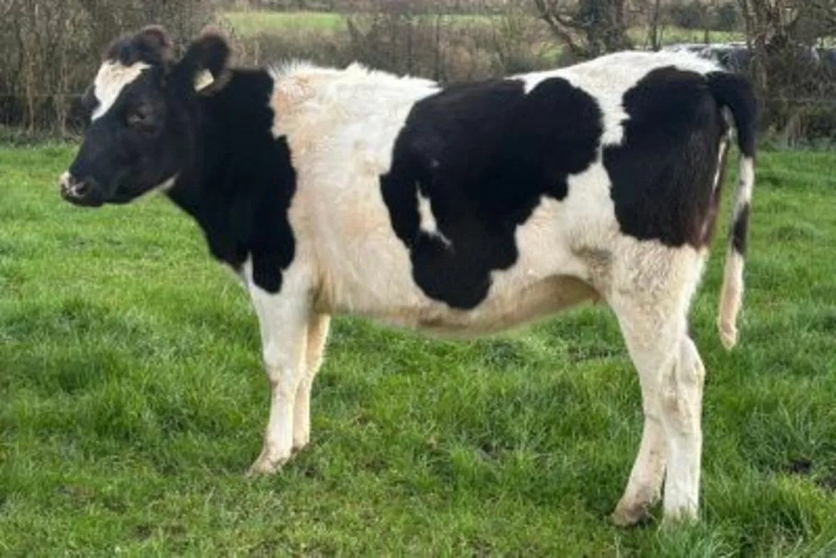 10 Xbred Heifers Over 5% Fat and 4% Protein - Image 2