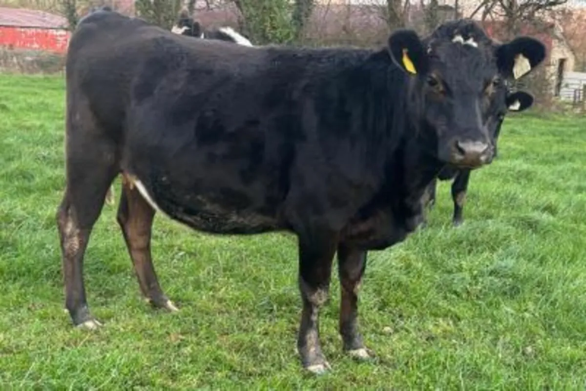 10 Xbred Heifers Over 5% Fat and 4% Protein - Image 3