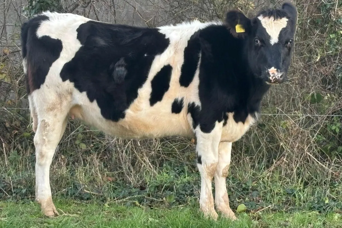 10 Xbred Heifers Over 5% Fat and 4% Protein - Image 4