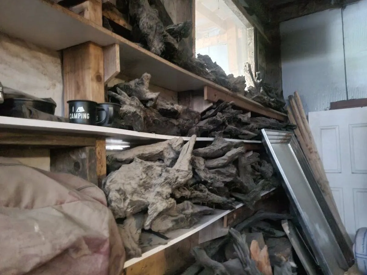 Large selection of bog oak - Image 1