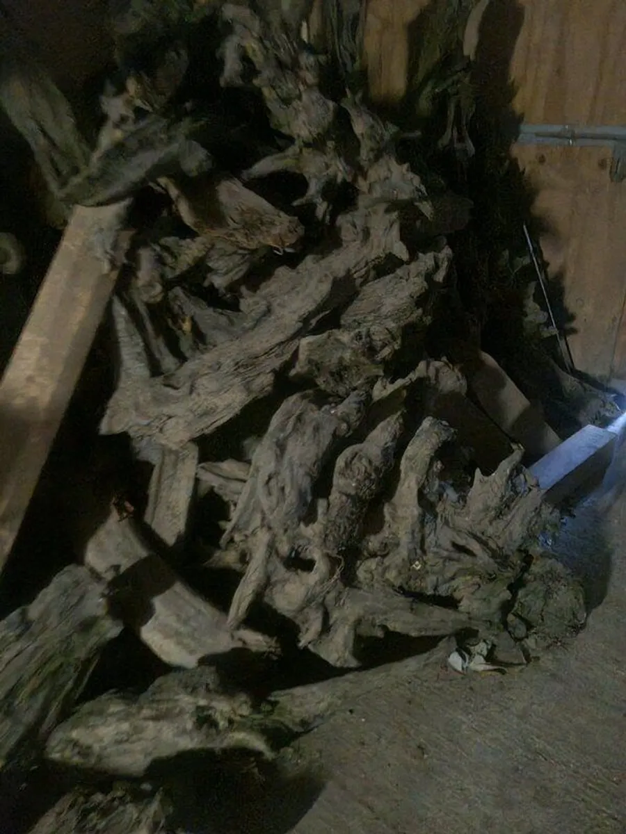 Large selection of bog oak - Image 2