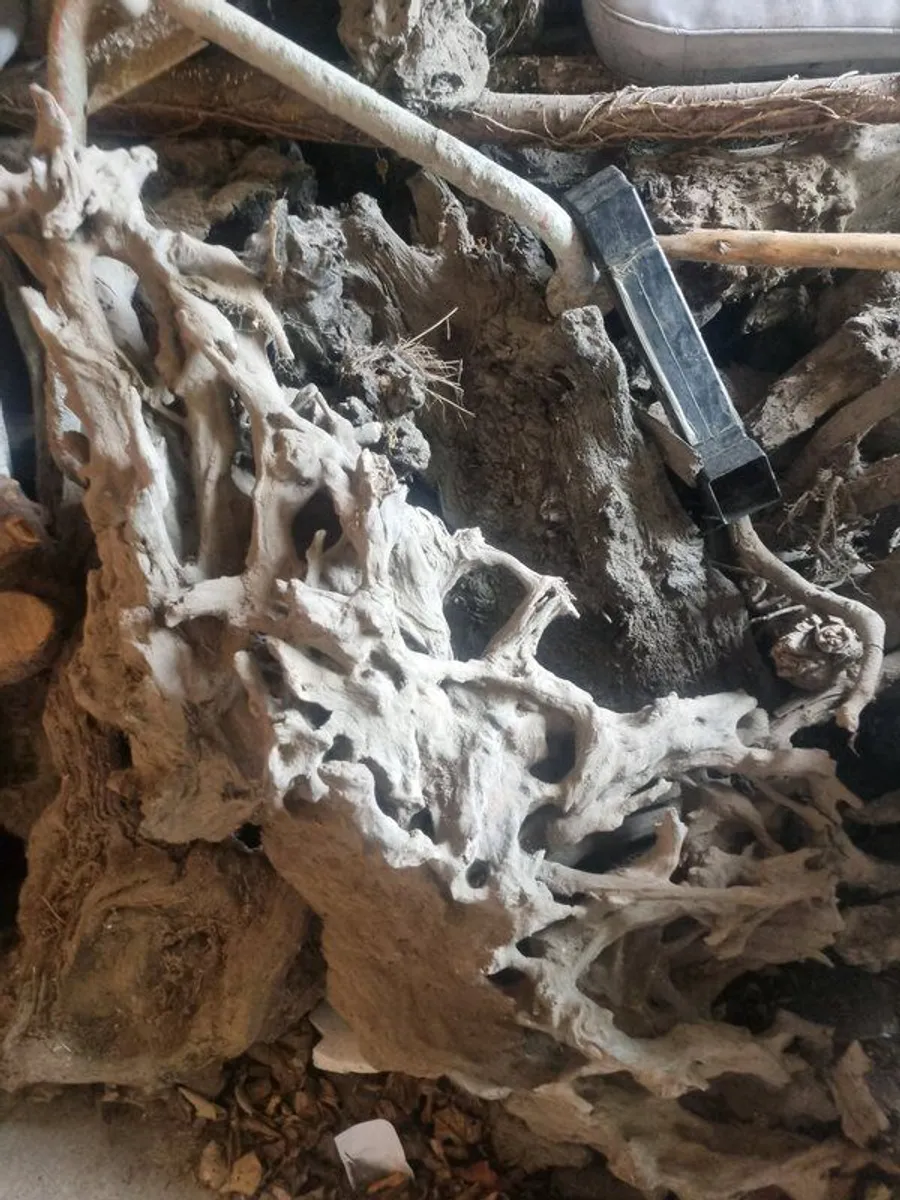 Large selection of bog oak - Image 3