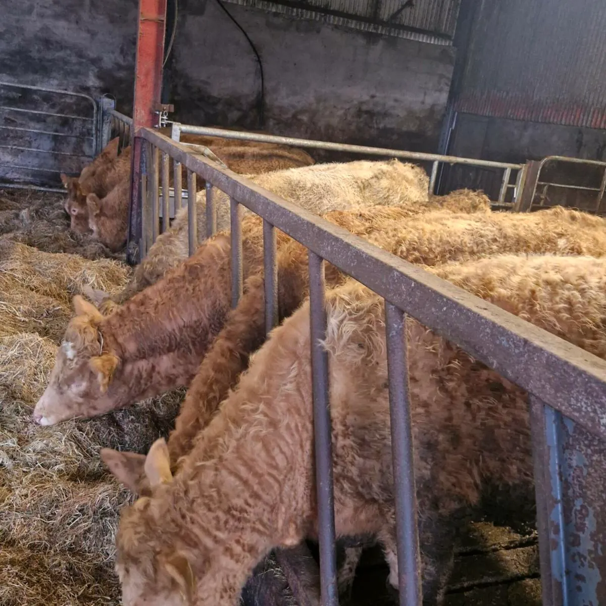 Super heifers - Image 2