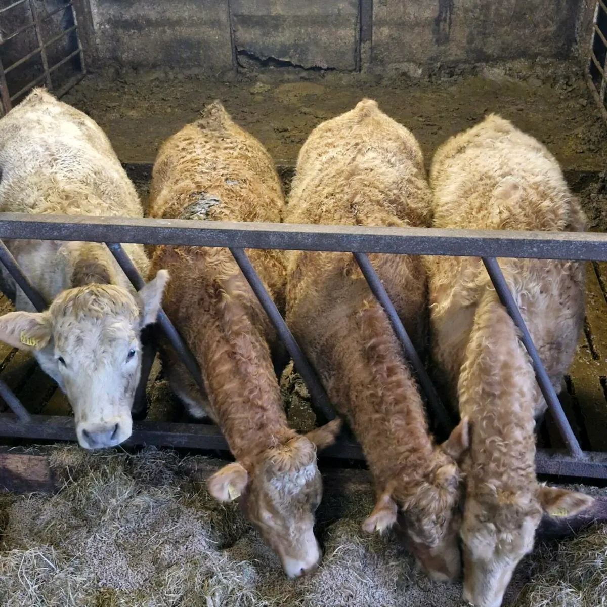 Super heifers - Image 3