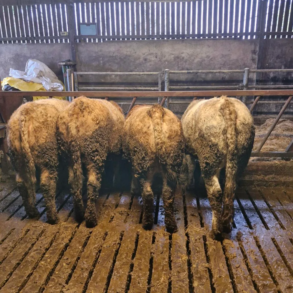 Super heifers - Image 4