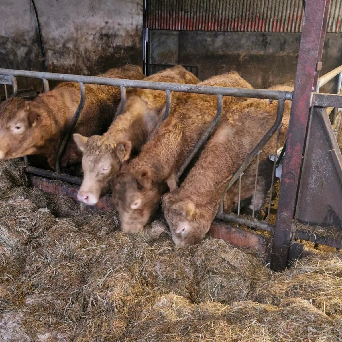 Super heifers - Image 1