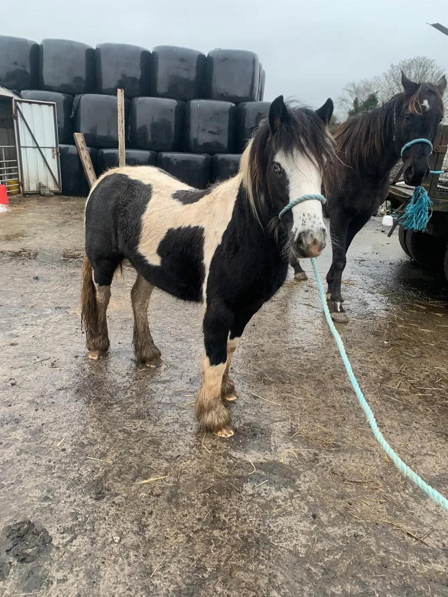 Quality filly for sale - Image 1