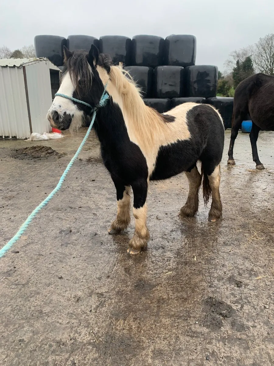 Quality filly for sale - Image 2