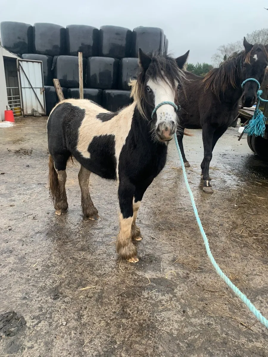 Quality filly for sale - Image 3