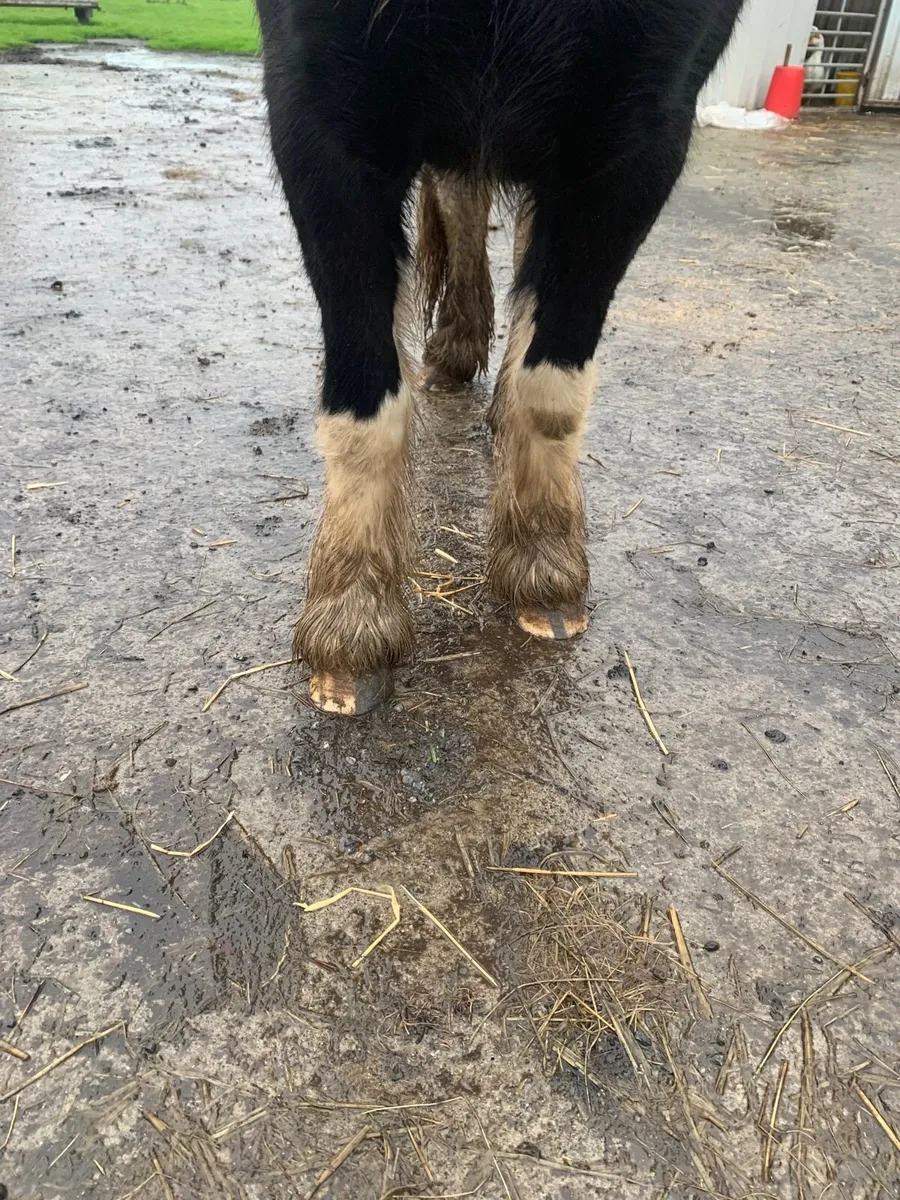 Quality filly for sale - Image 4