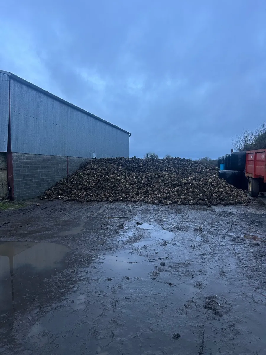 Magnum fodder beet - Image 1