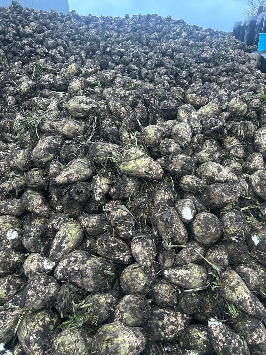 Magnum fodder beet - Image 2