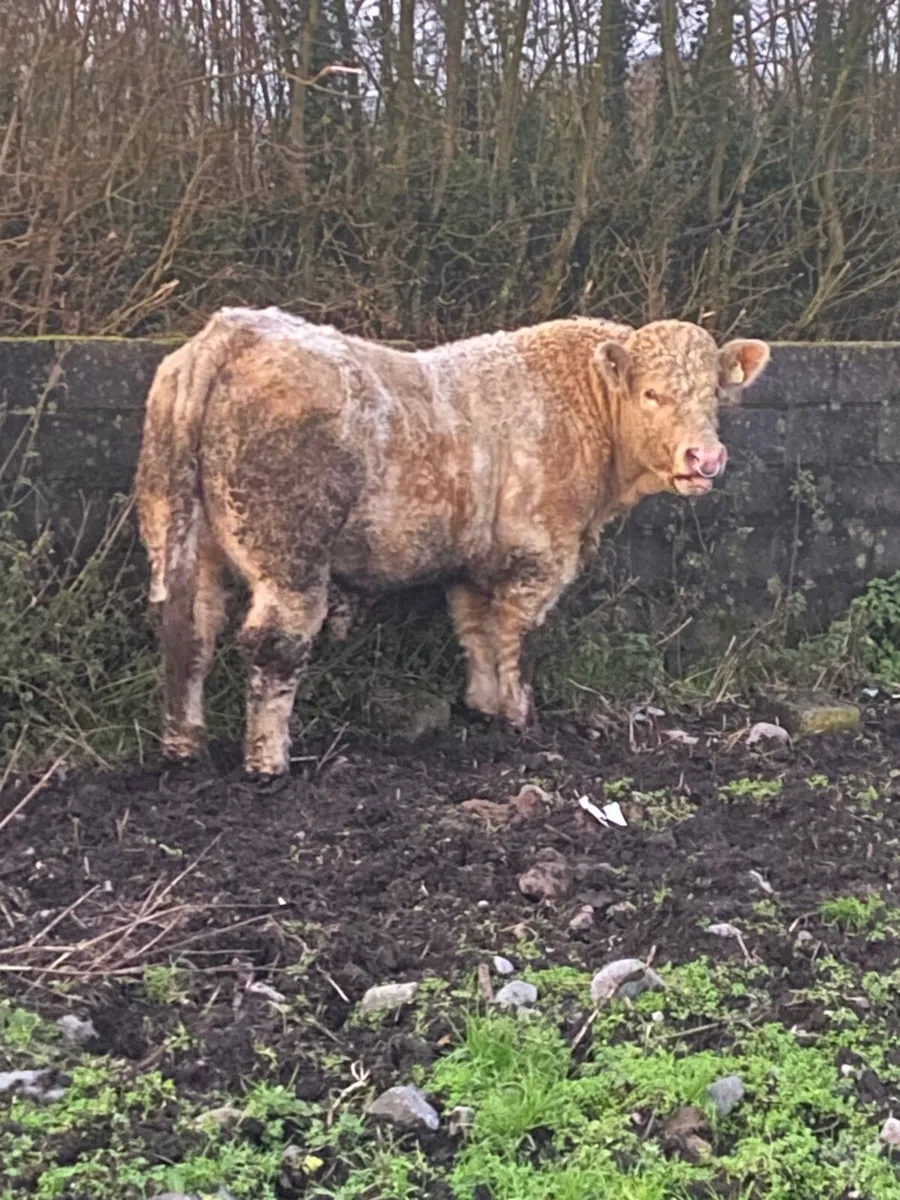 Pedigree Charolais bull