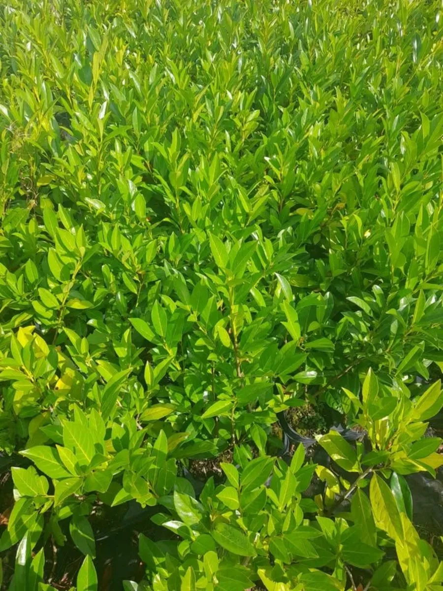 SALE PRICE Potted Laurel 2ft tall - Very healthy - Image 3