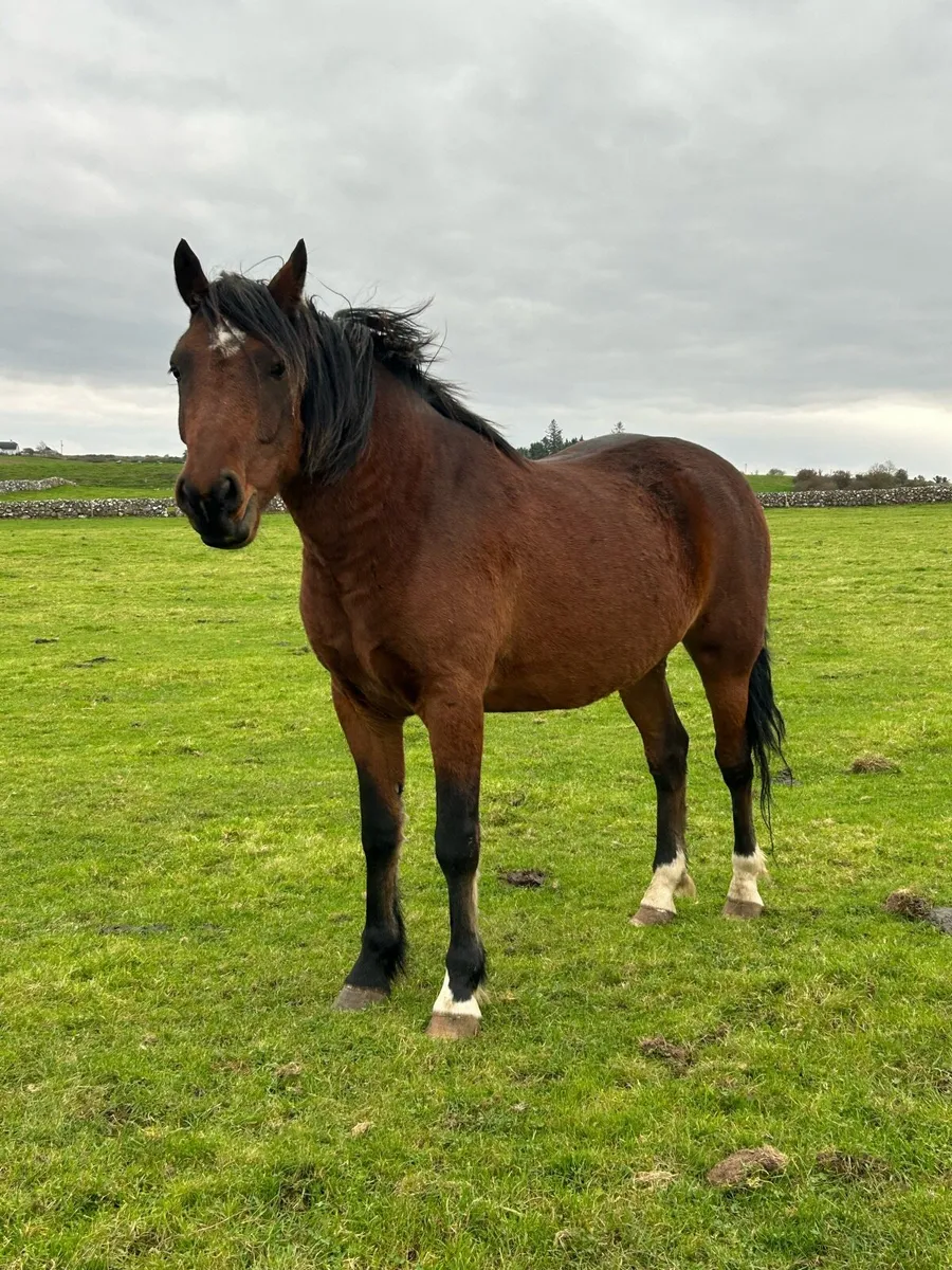 🍀LOT 74 Connemara Gelding 🍀 - Image 2