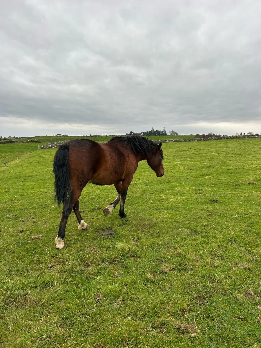 🍀LOT 74 Connemara Gelding 🍀 - Image 4
