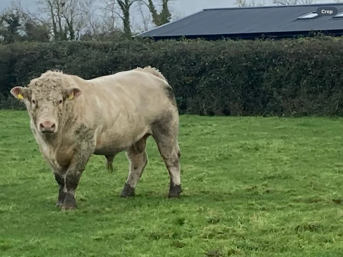 Charolais bull - Image 1