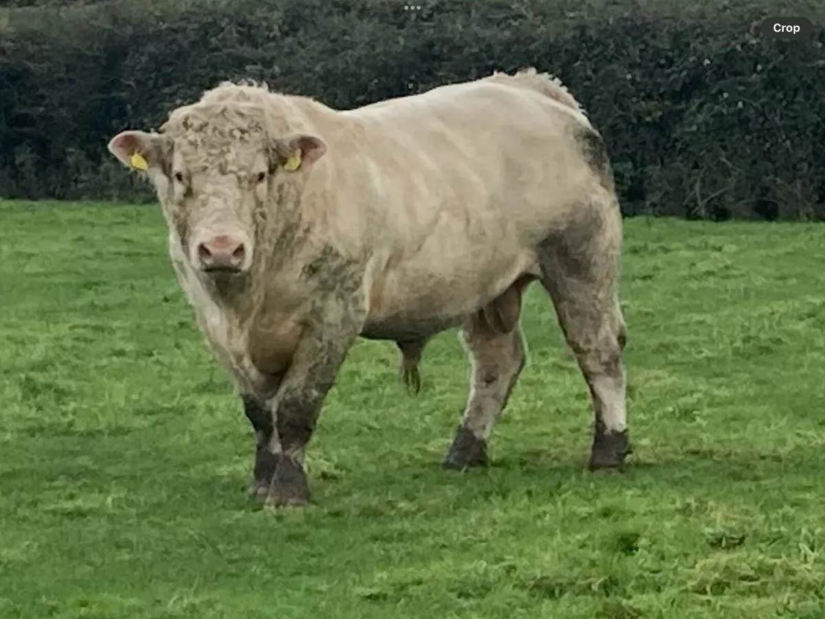 Charolais bull - Image 2