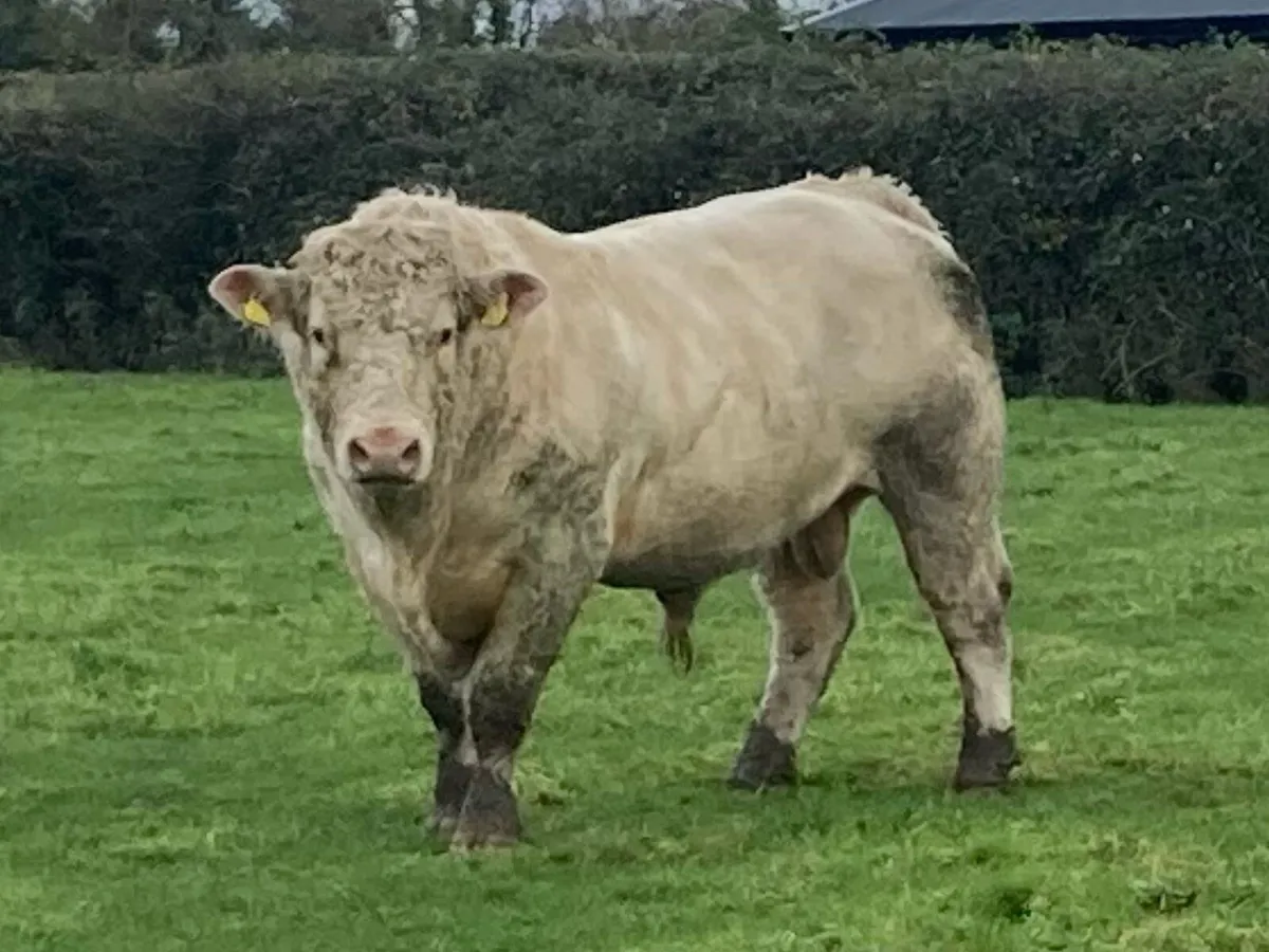 Charolais bull - Image 3