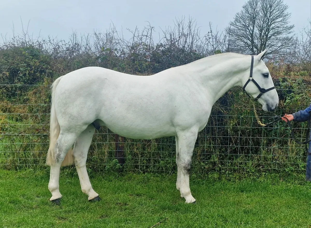 ***15.2hh Full RID*** - Image 1