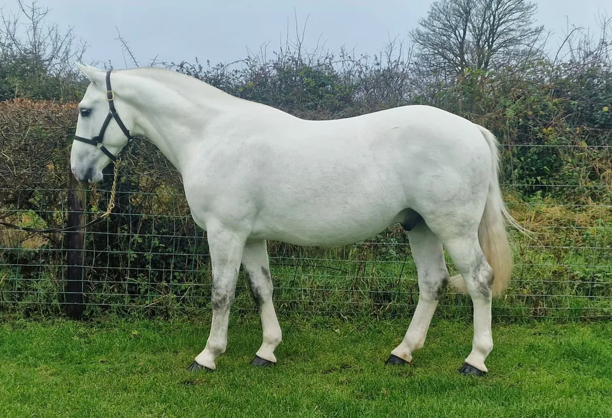 ***15.2hh Full RID*** - Image 2