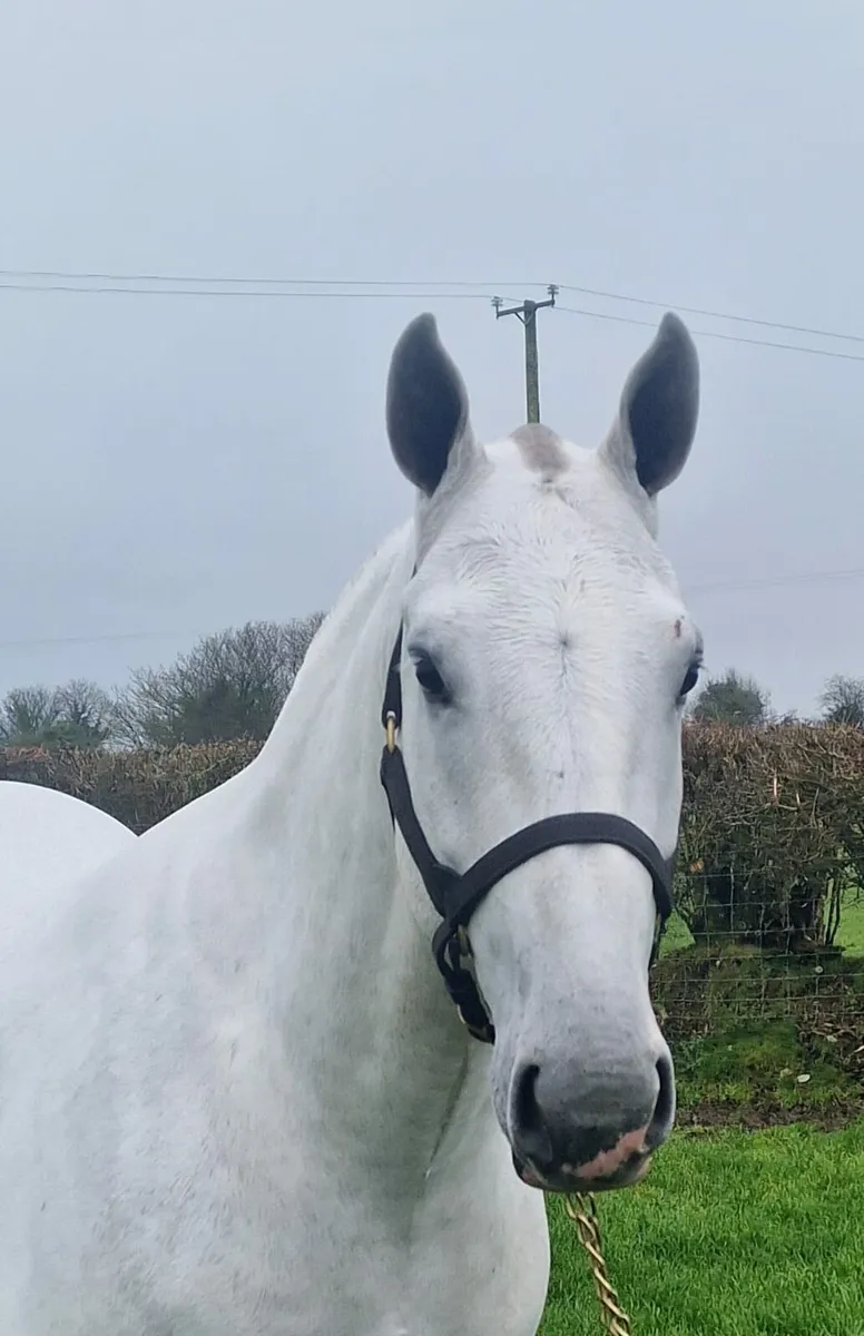 ***15.2hh Full RID*** - Image 3