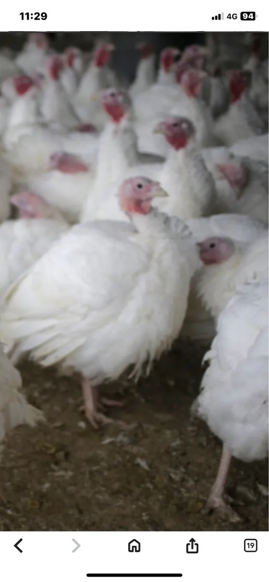 Turkeys - Image 1