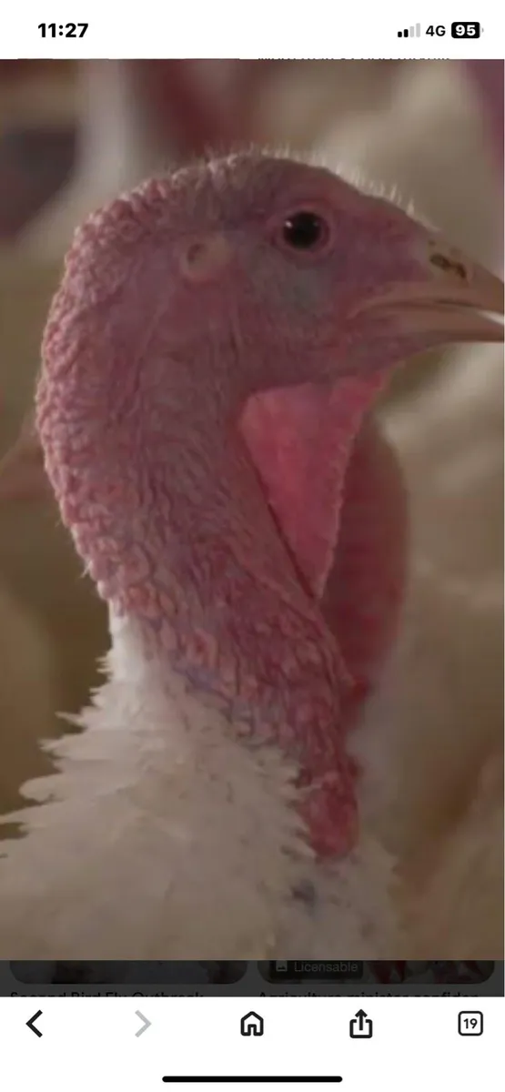 Turkeys - Image 2