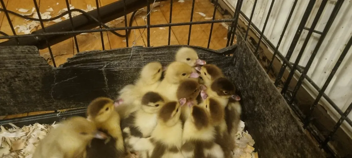 Muscovy Drake / Duck / Ducklings - Image 1