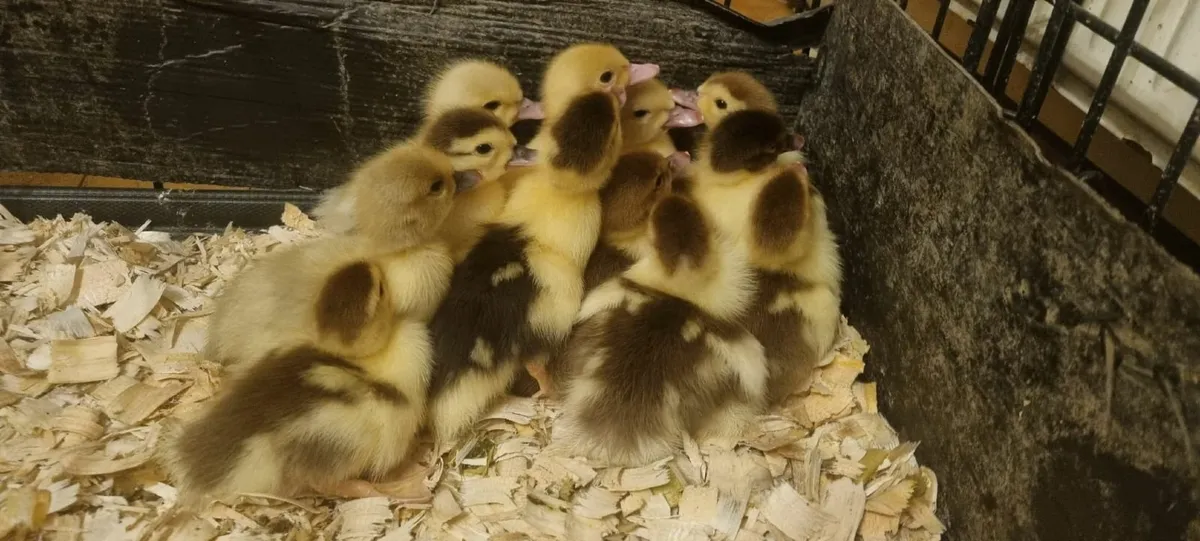 Muscovy Drake / Duck / Ducklings - Image 2