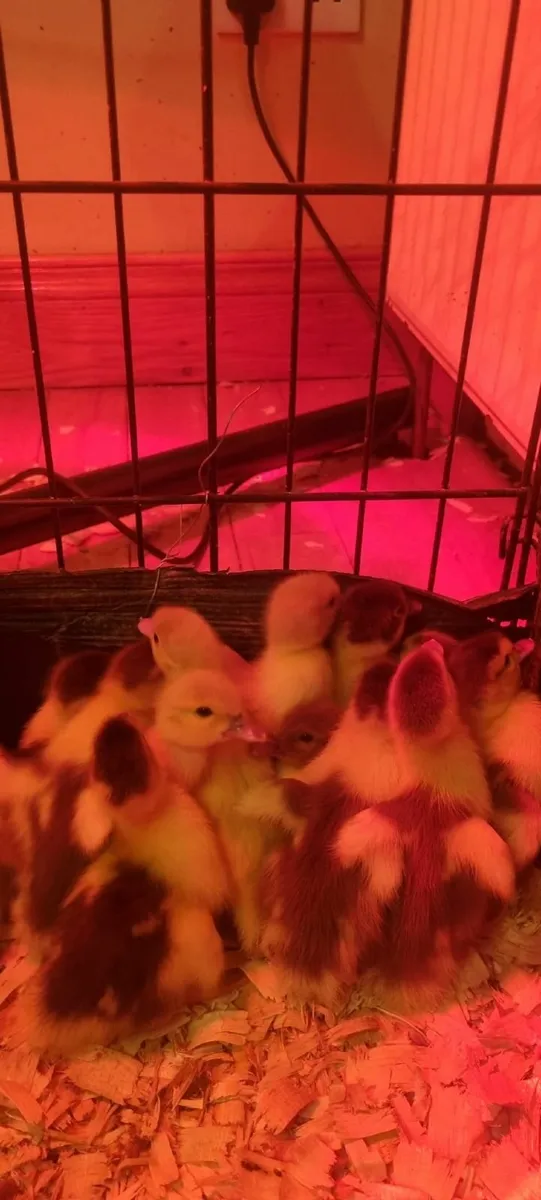 Muscovy Drake / Duck / Ducklings - Image 3