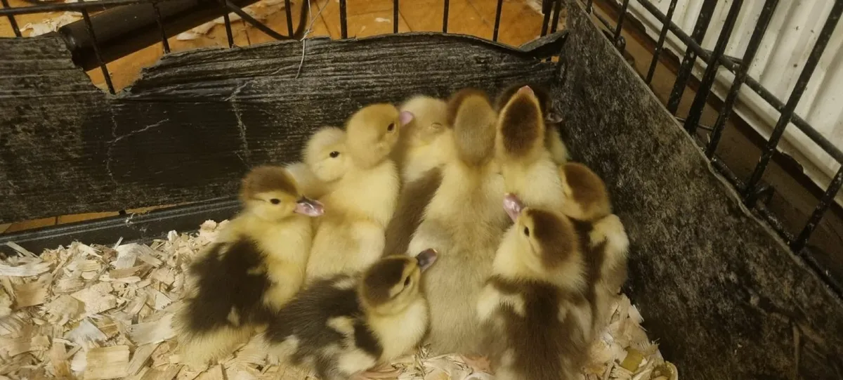 Muscovy Drake / Duck / Ducklings - Image 4