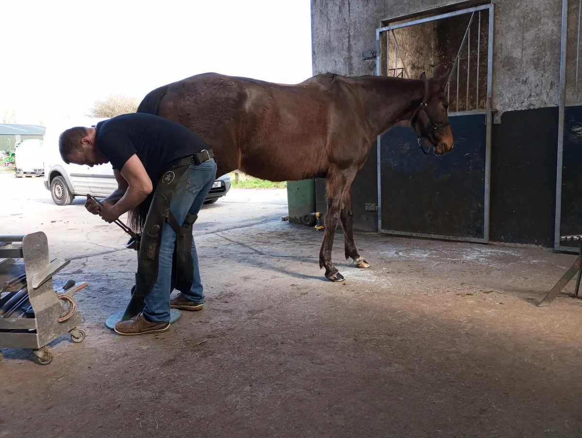 Horse for sale - Image 4