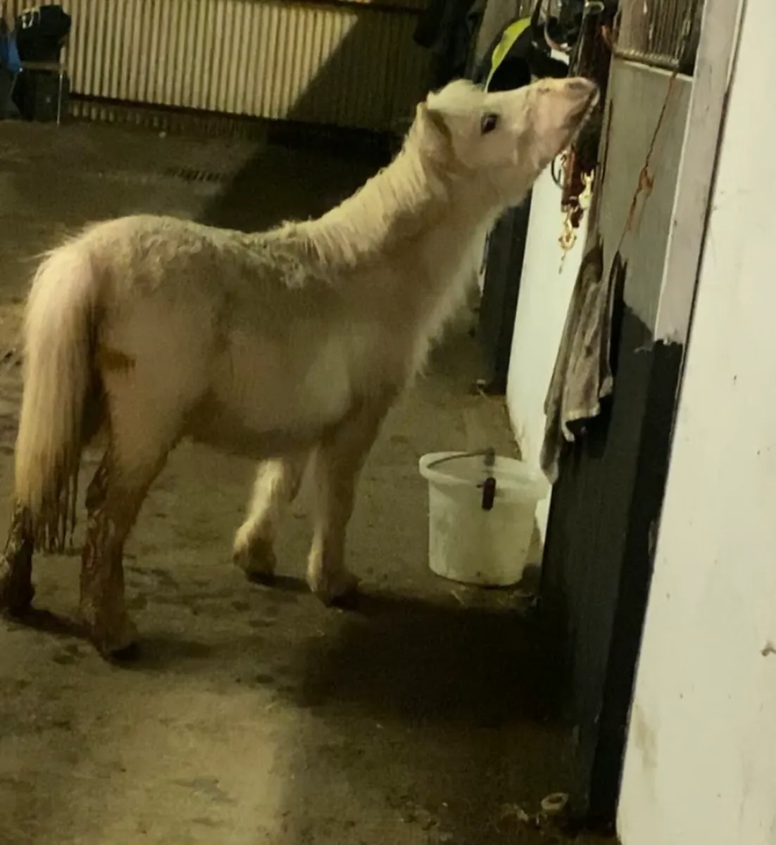 Miniature Colts - Image 1