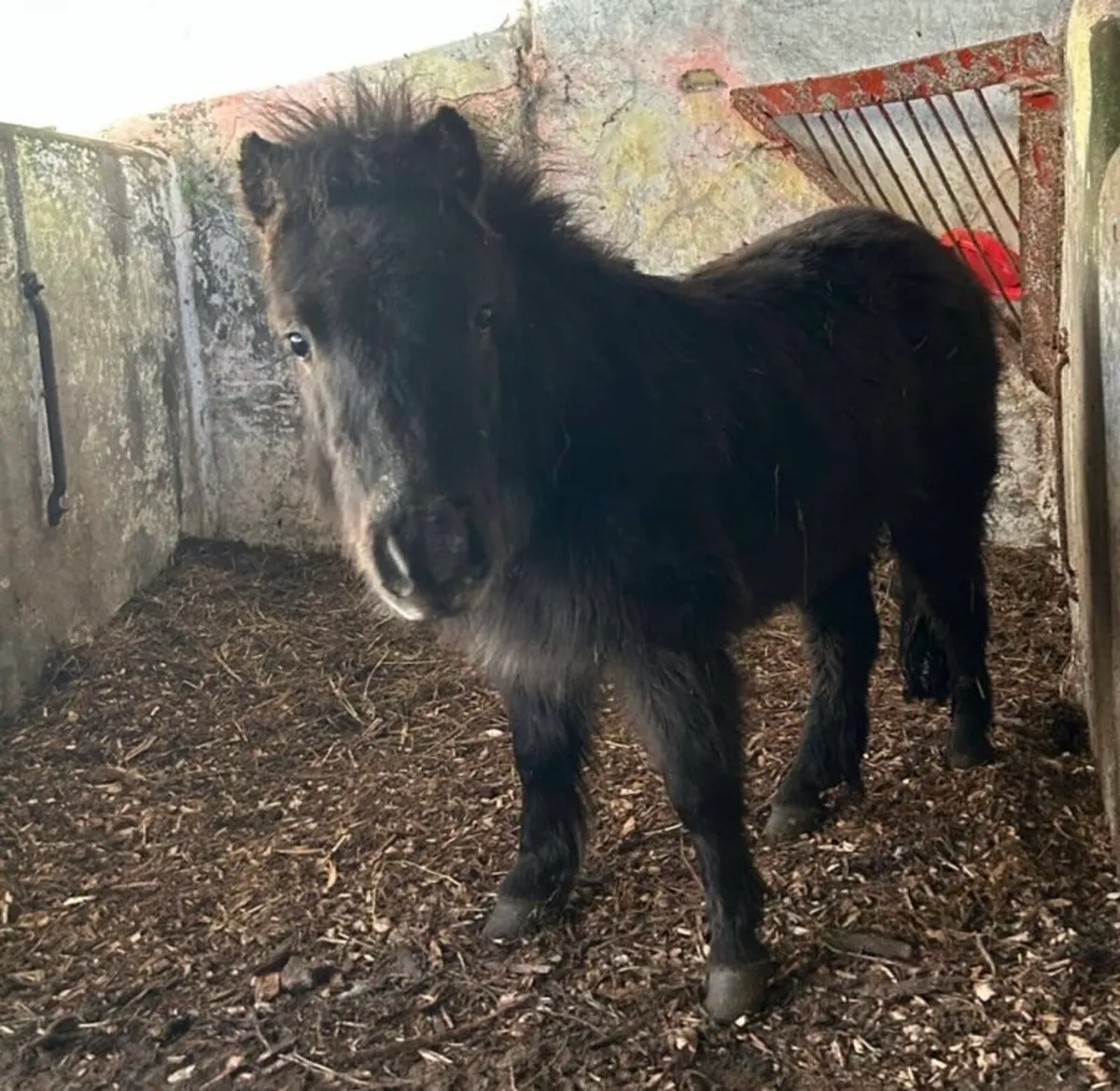 Miniature Colts - Image 3