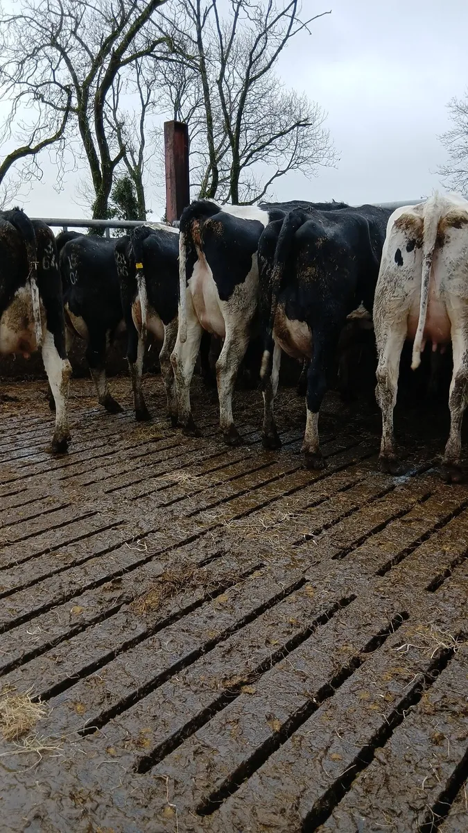 FRESHLY CALVED COWS - Image 1