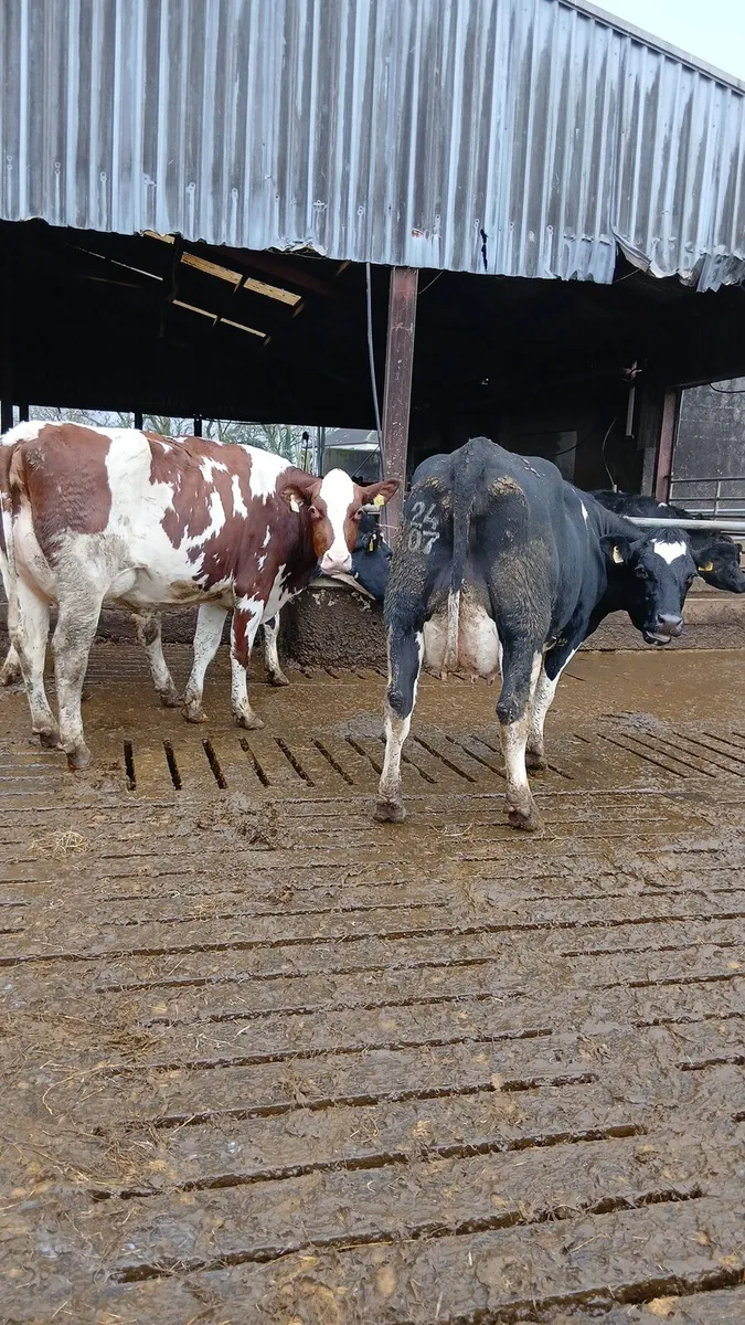 FRESHLY CALVED COWS - Image 2