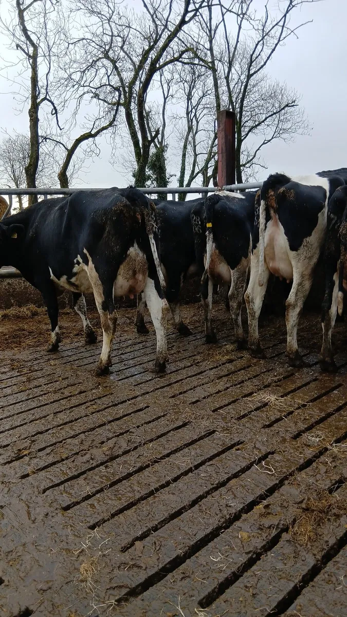 FRESHLY CALVED COWS - Image 3