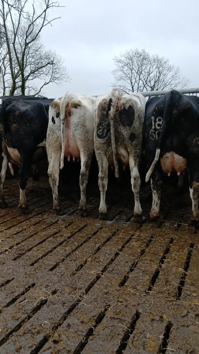 FRESHLY CALVED COWS - Image 4