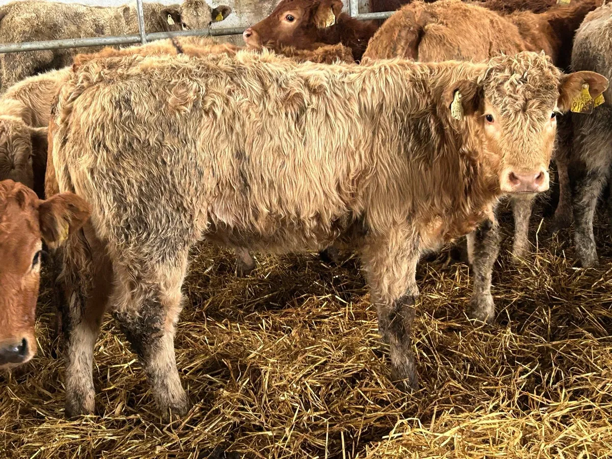 6 charlois suckler breed heifers - Image 2