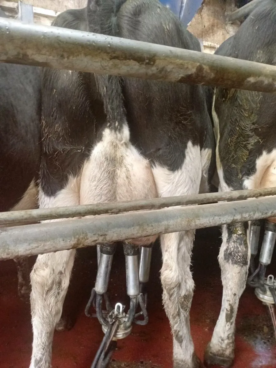 Empty cows - Image 1