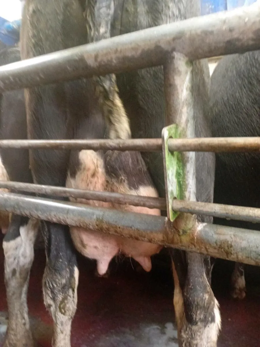 Empty cows - Image 2