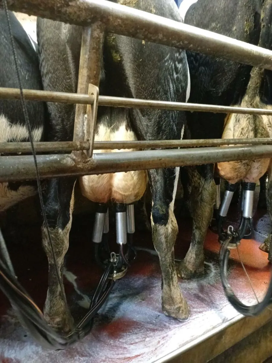 Empty cows - Image 3