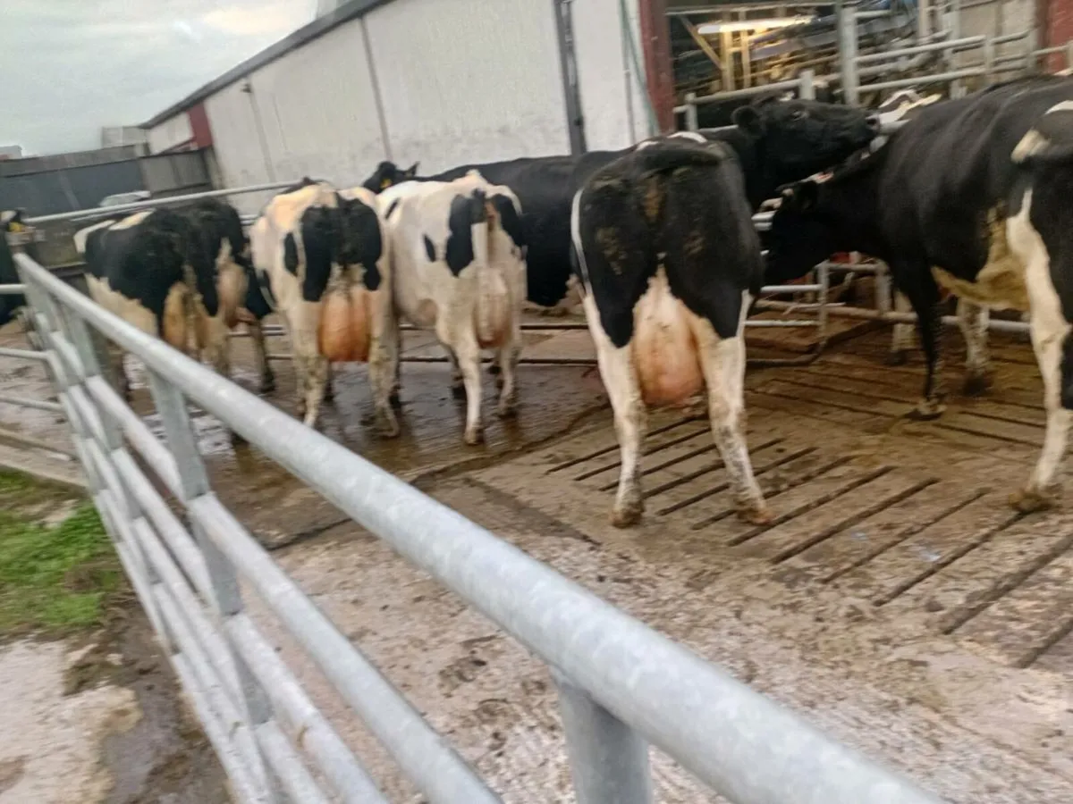 Empty cows - Image 4