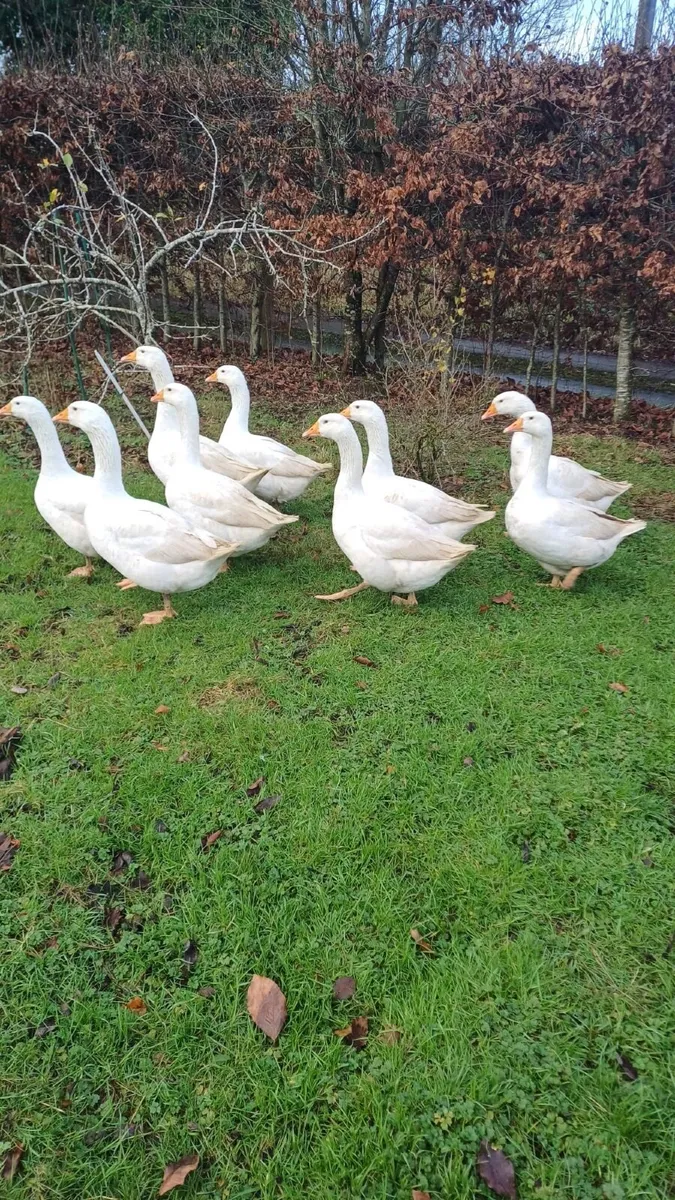 EBDEM GEESE 7 MONTHS - Image 1
