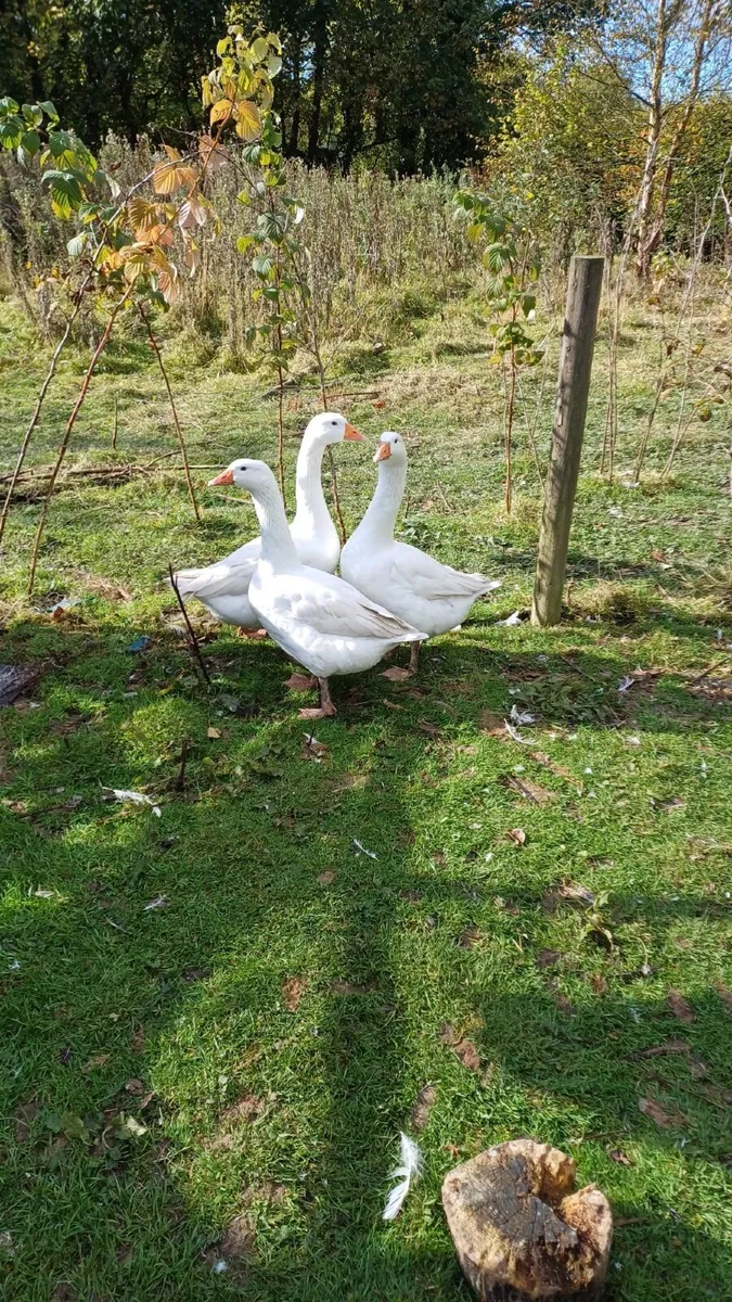 EBDEM GEESE 7 MONTHS - Image 2