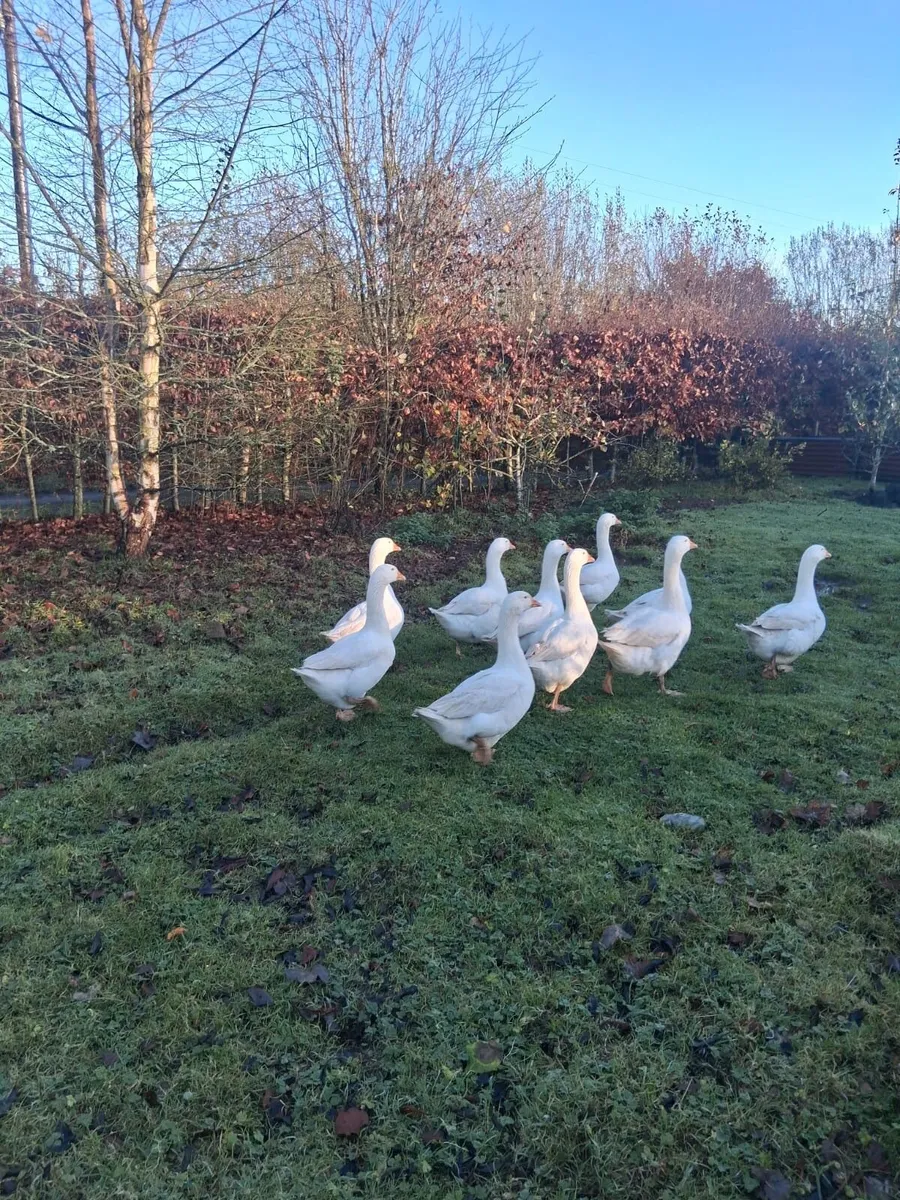 EBDEM GEESE 7 MONTHS - Image 3