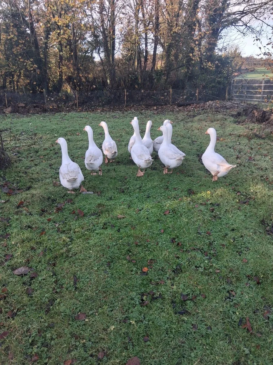 EBDEM GEESE 7 MONTHS - Image 4